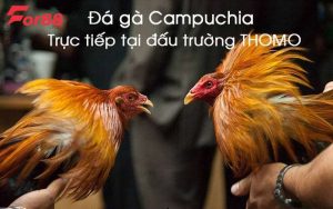 Khái niệm về đá gà trực tiếp Campuchia tại for88